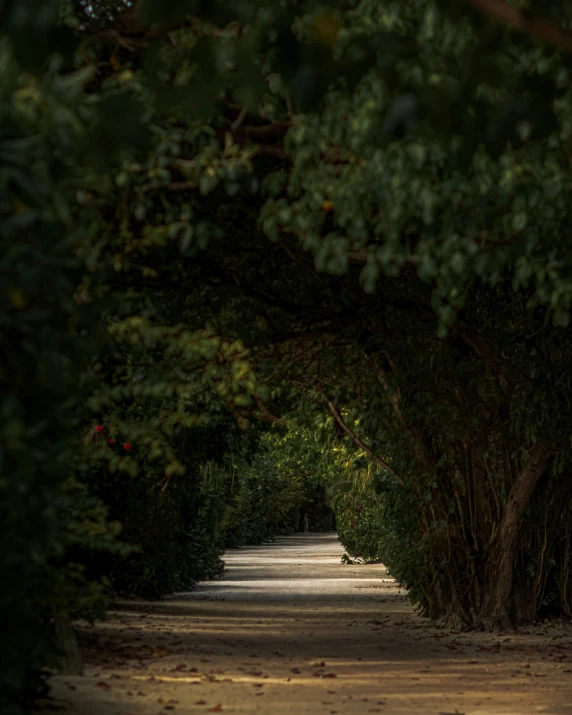 a line of trees that are next to each other