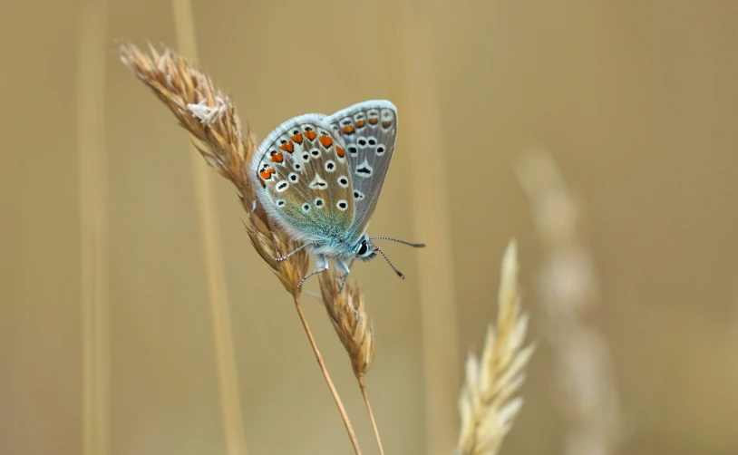 a very pretty small blue erfly on some plants