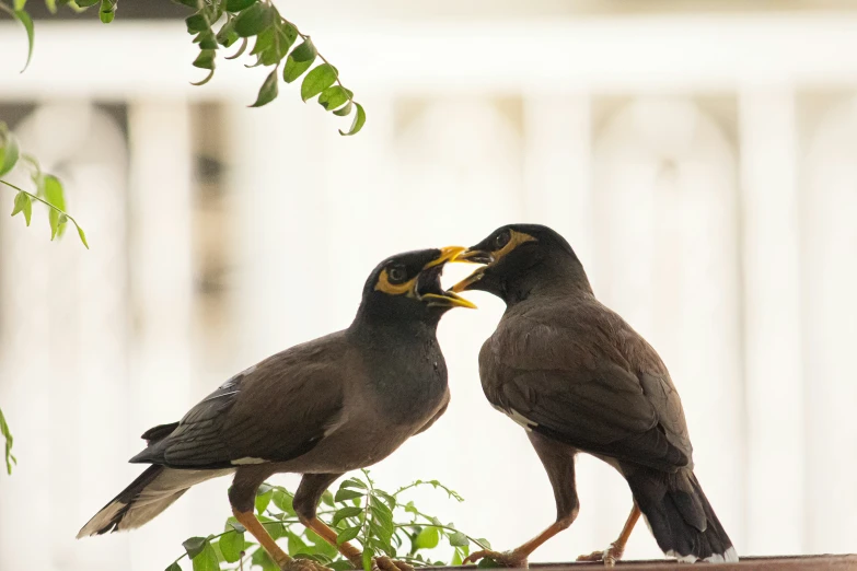 a couple of birds that are sitting next to each other