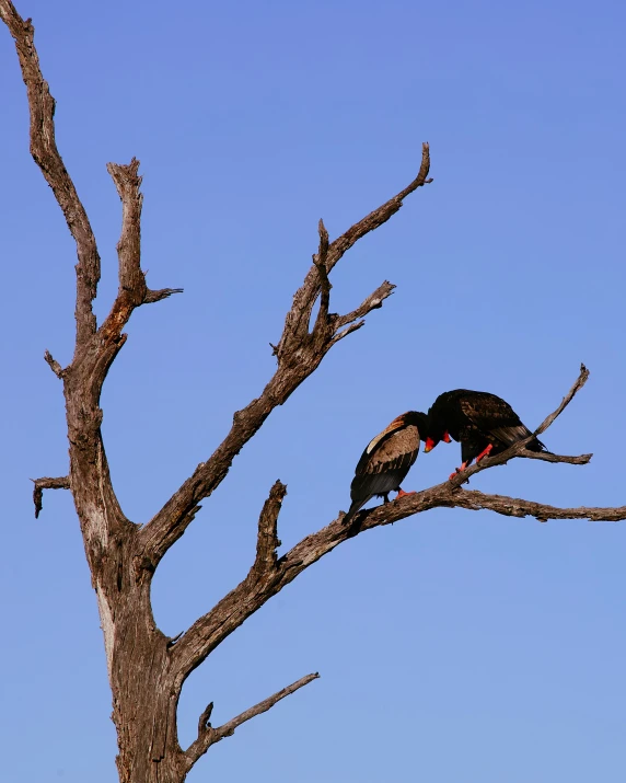 two black birds on a nch with blue sky