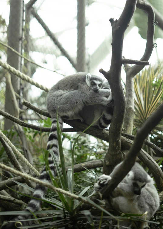 two lemuros in the tree, one is in mid - air