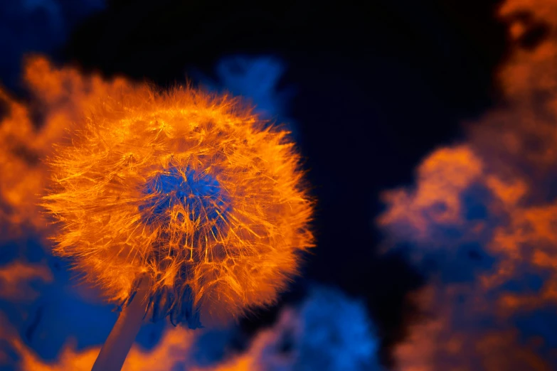 there is an image of a dandelion flower with blue, red and yellow colors