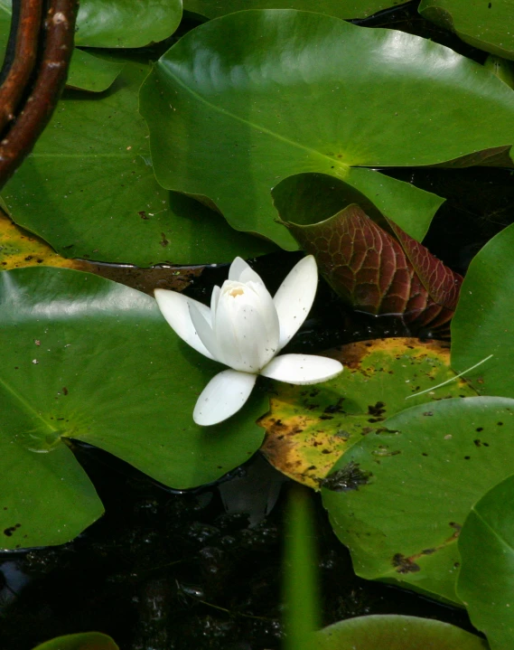 the water lily has white petals that look like flowers