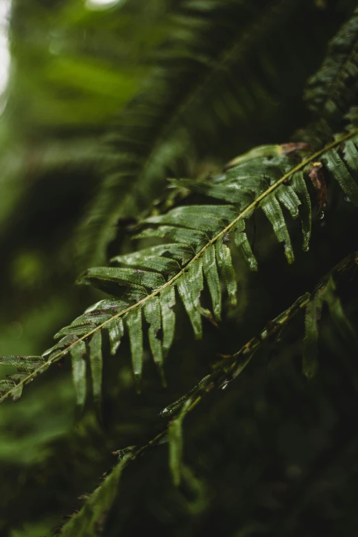 a fern nch with no leaves next to a forest