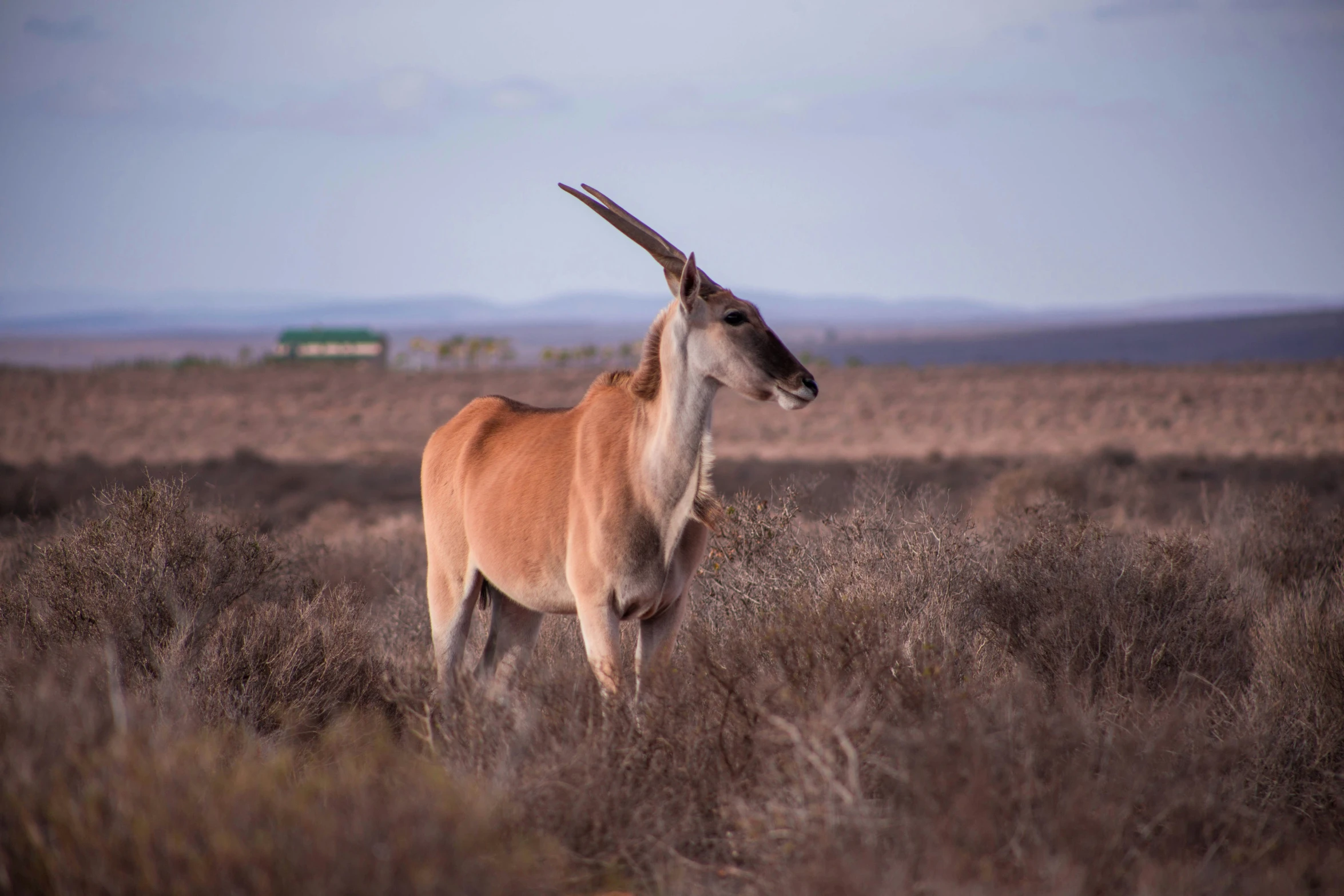 a very long horned animal standing in tall grass