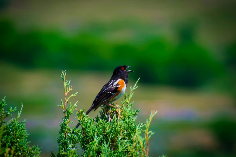 a bird is standing on some nches and has an open beak