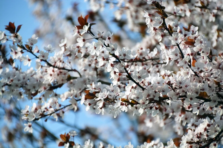 a close up of a white flower tree