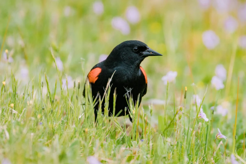 a bird stands in the tall green grass