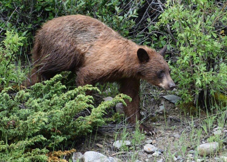 an adult brown bear and two cubs on a rocky path