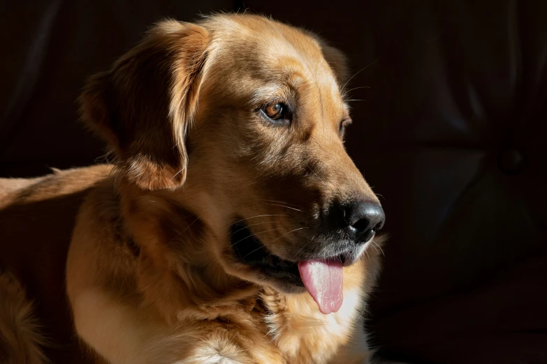 a dog with a collar and tongue hanging out in the sun