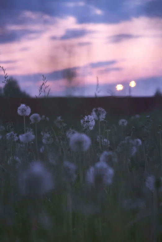 sunset in the background with blurry white flowers