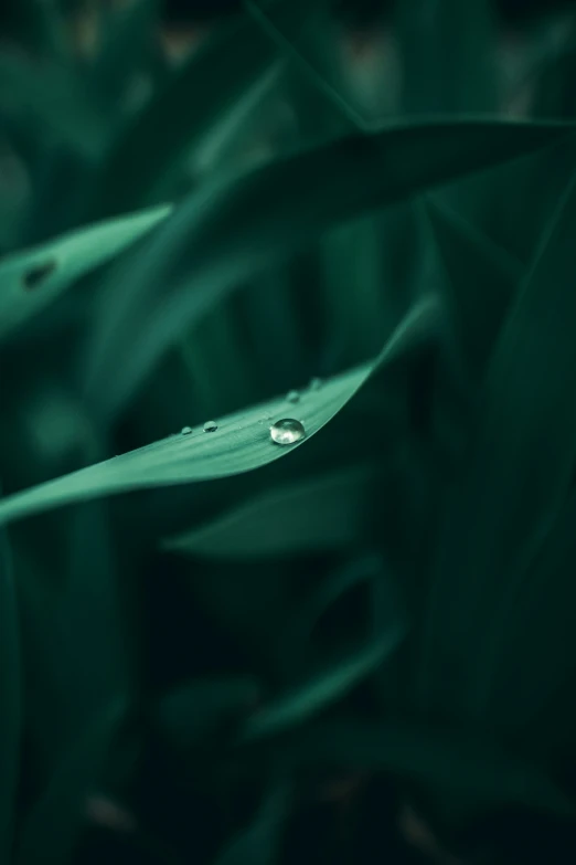a single drop of water sits on the surface of a leaf