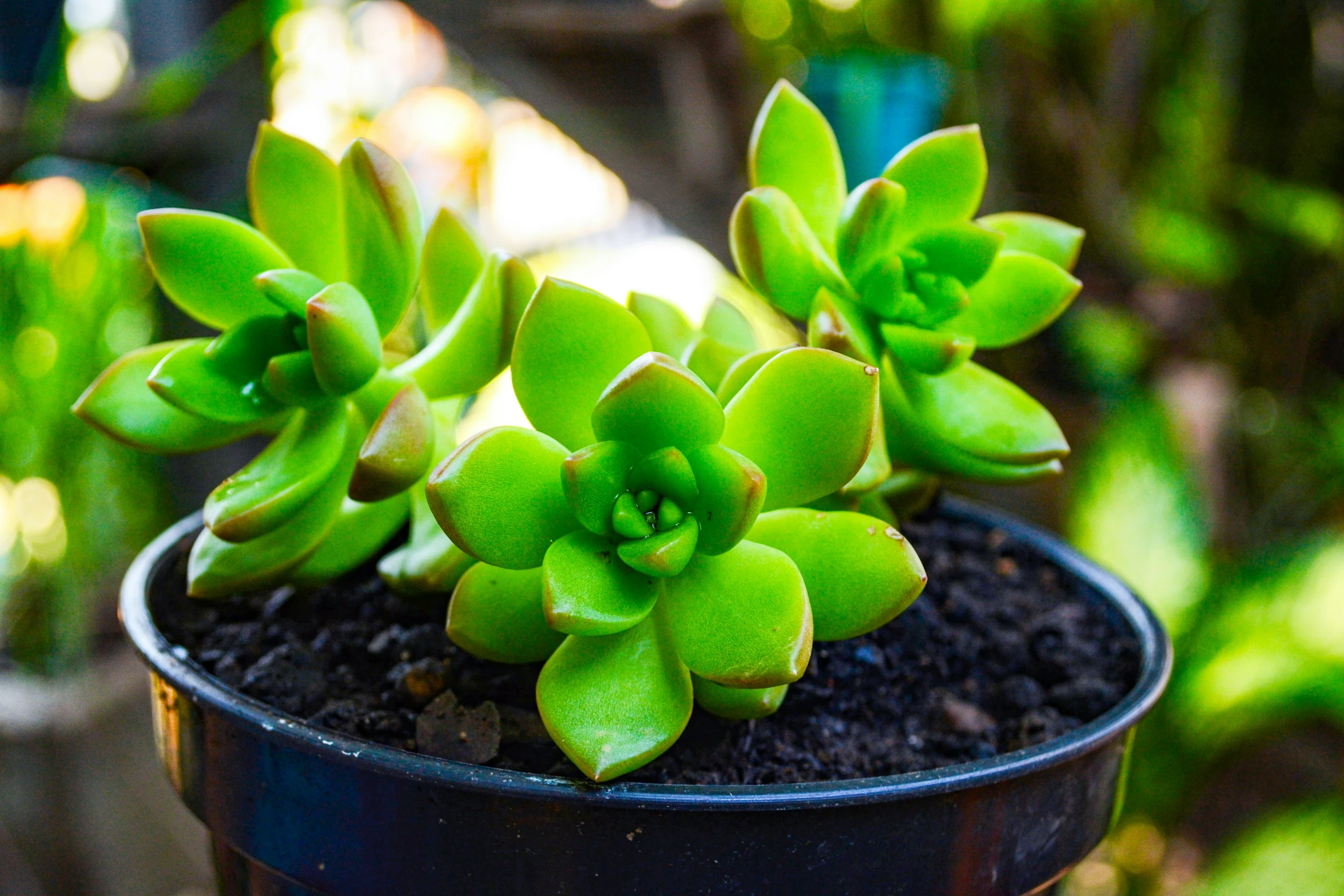 a plant in a small blue pot