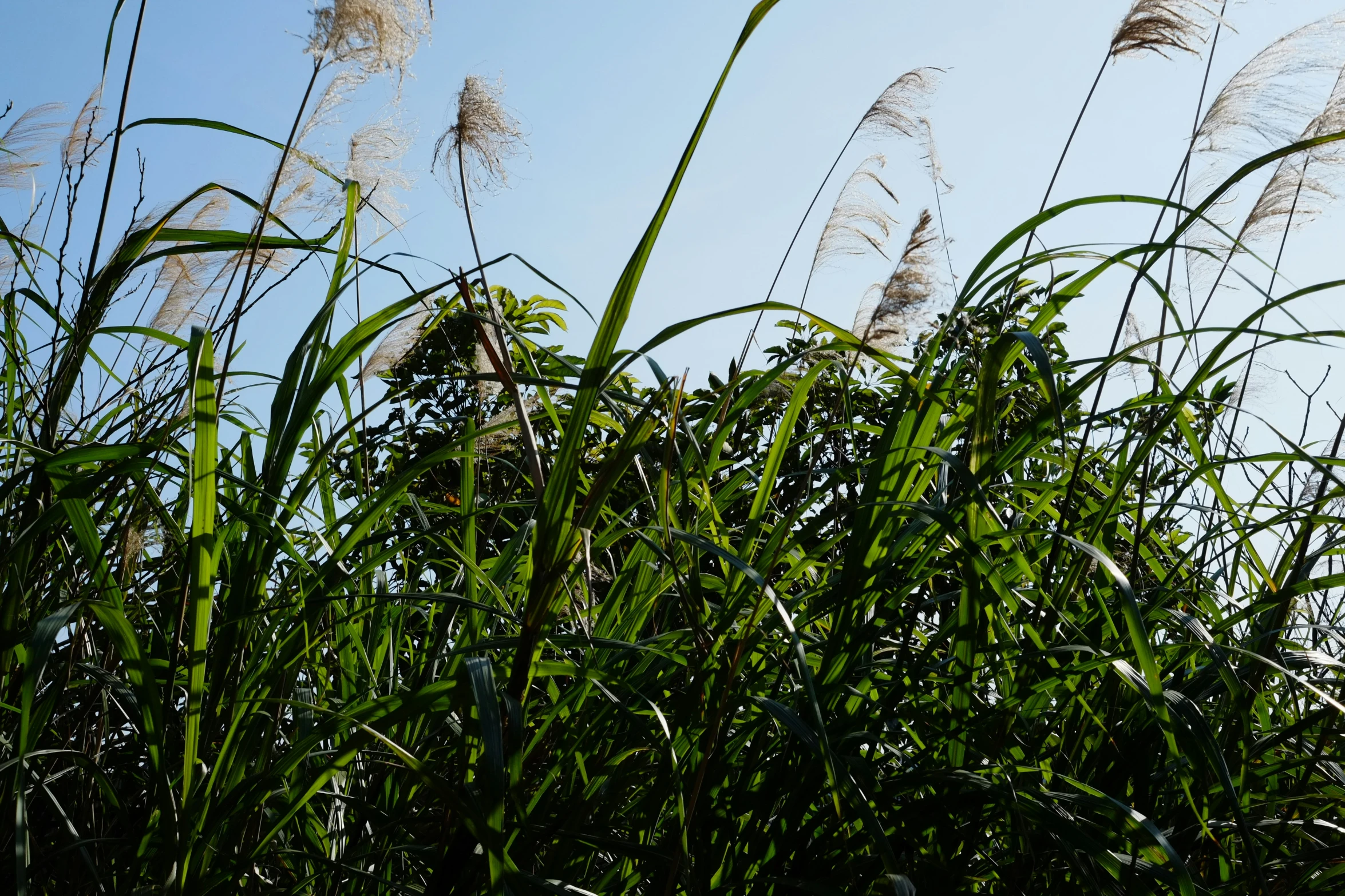 the reeds have been moving around and is a nice place to chill down