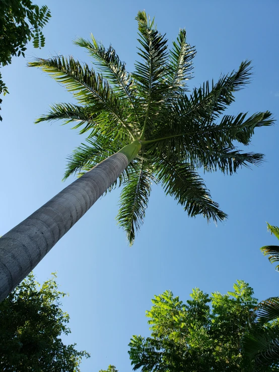 a palm tree is in the sunlight