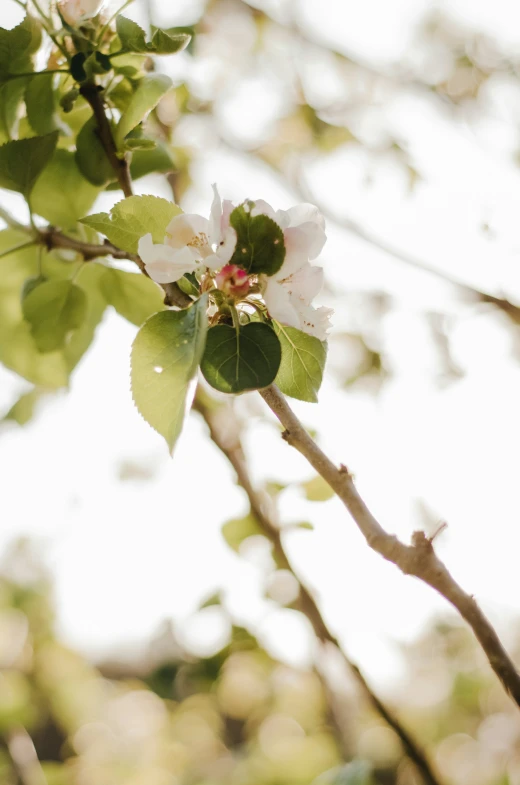 close up of some flowers in a tree