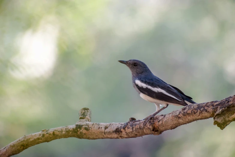 a small bird is perched on a tree nch