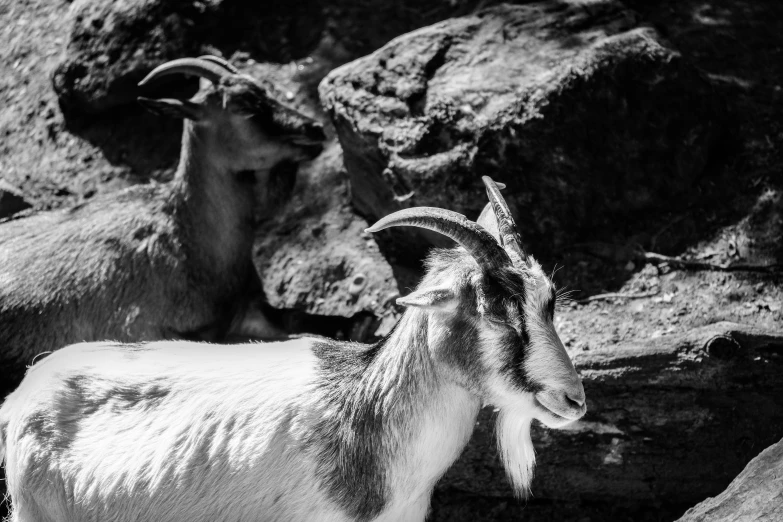 goats standing on rocks in the background, with horns curled up