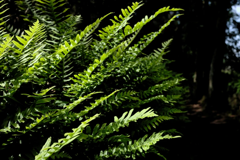 some trees and leaves in the dark woods