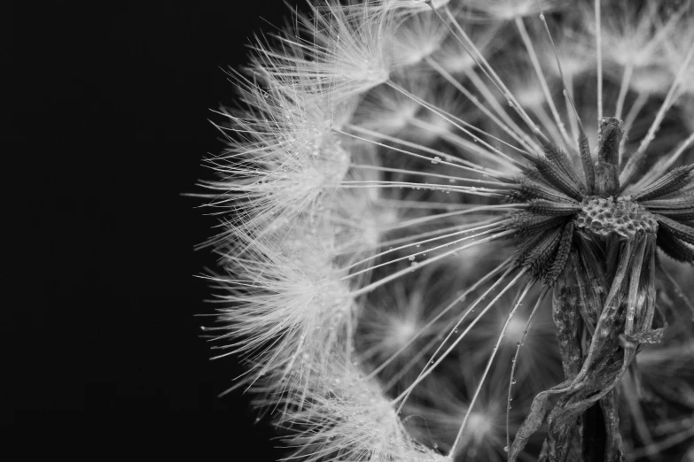 black and white pograph of the back of a dandelion