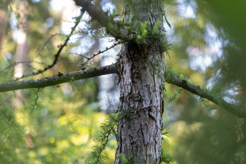 the nches of an evergreen are showing signs of growth