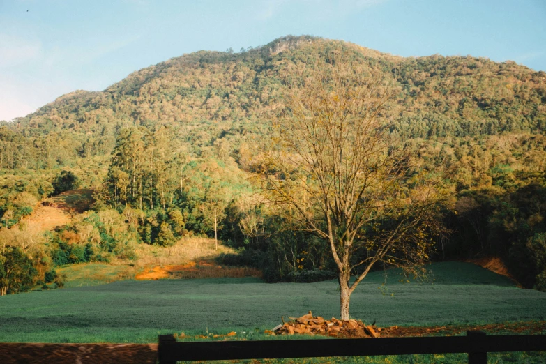 a tree is standing by the fence with a mountain in the background