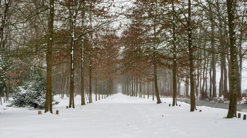 the snowy path in the forest is lined with trees