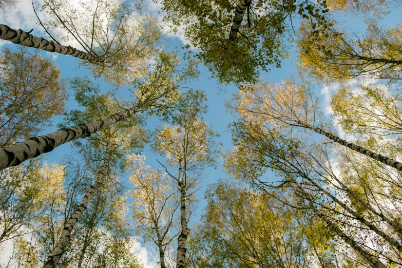 trees in autumn and sky up close