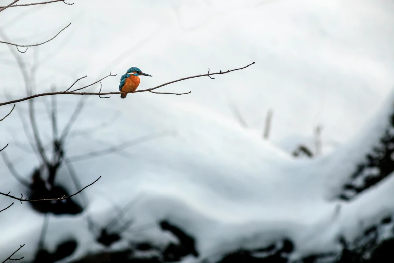 a bird perched on top of a tree nch with snow on it