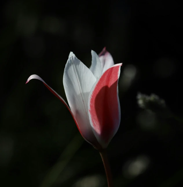 a flower that is blooming, against a dark background