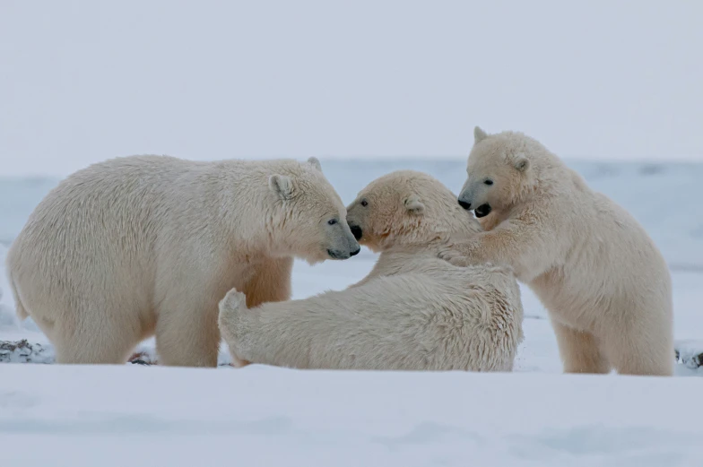 a group of white polar bears playing together in snow