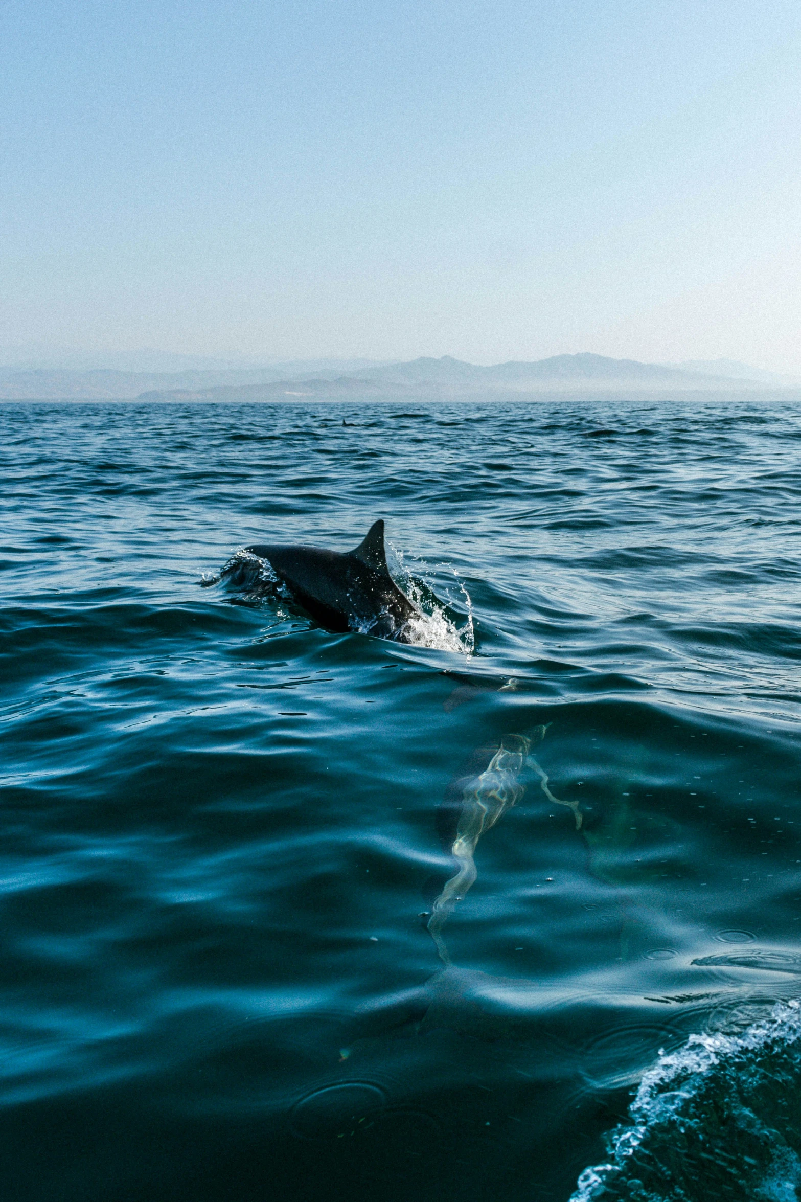 an orca whale is swimming over the ocean