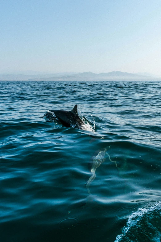 an orca whale is swimming over the ocean