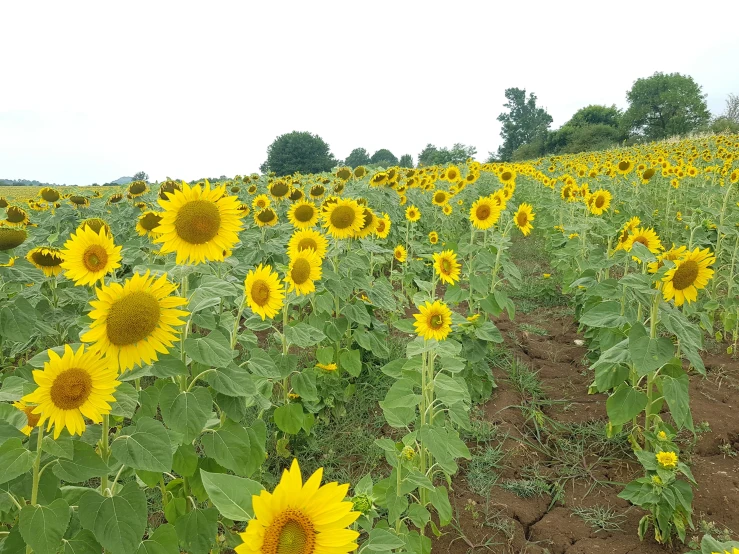 there are many sunflowers in the field together