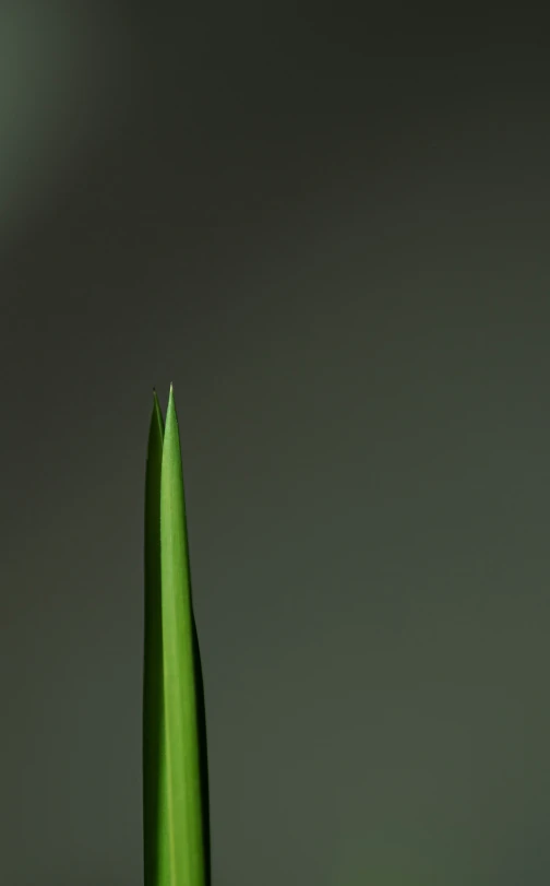 a green flower on a black table with a gray background