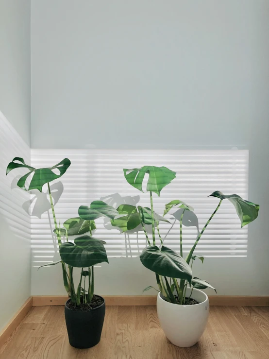 the potted plants are sitting by the window