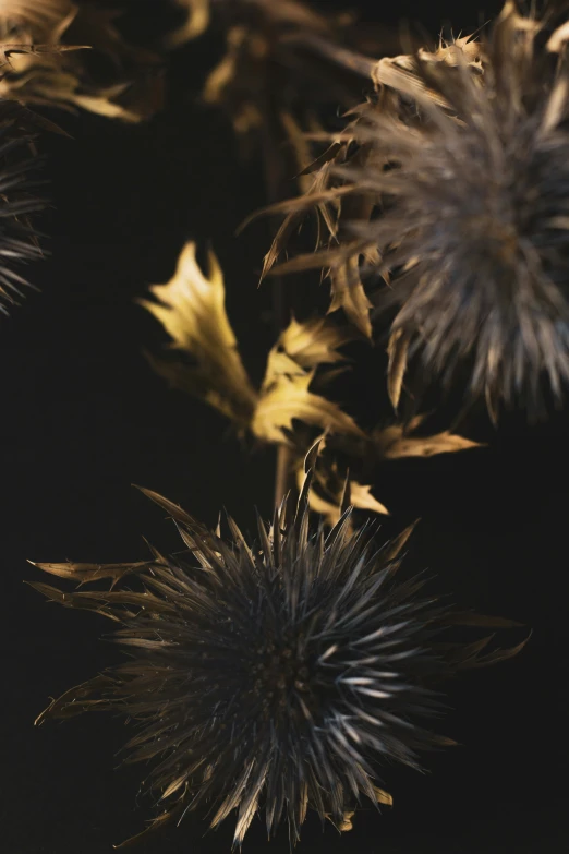 some dying flowers and leaves against a black background