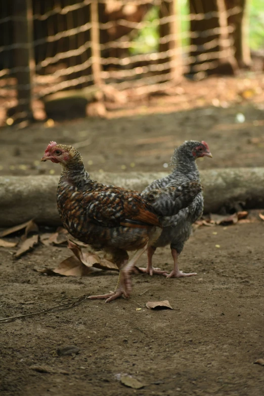 two brown and black chickens standing on a dirt field