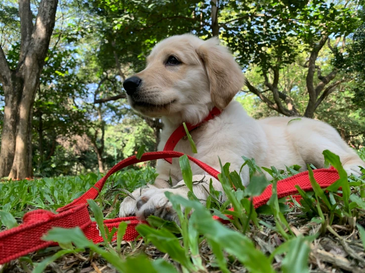 the dog is sitting in the grass outside with his red harness