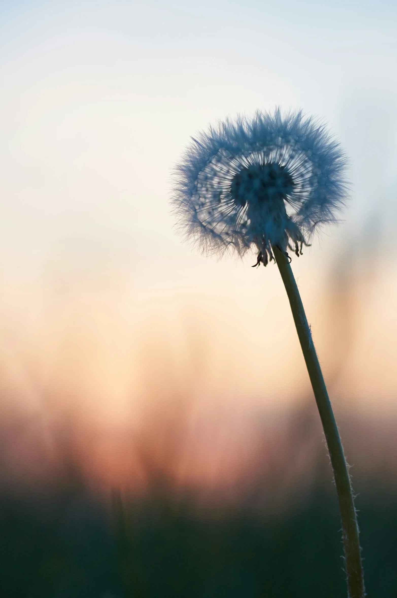 this is a flower with its stem looking like a dandelion