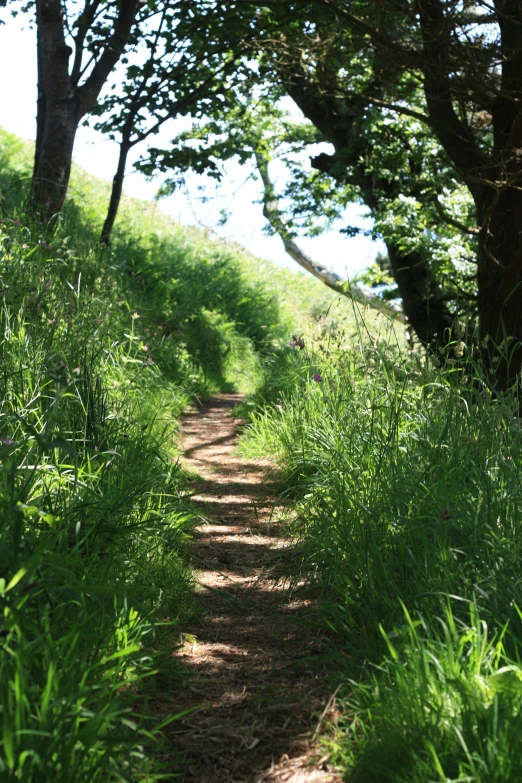 a dirt path with a tree lined path going through tall grass