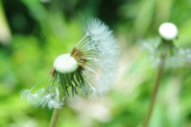 a couple of weeds that are close together