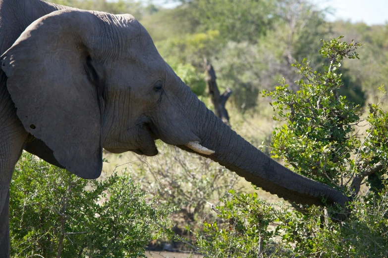 an elephant with tusks eating from a plant