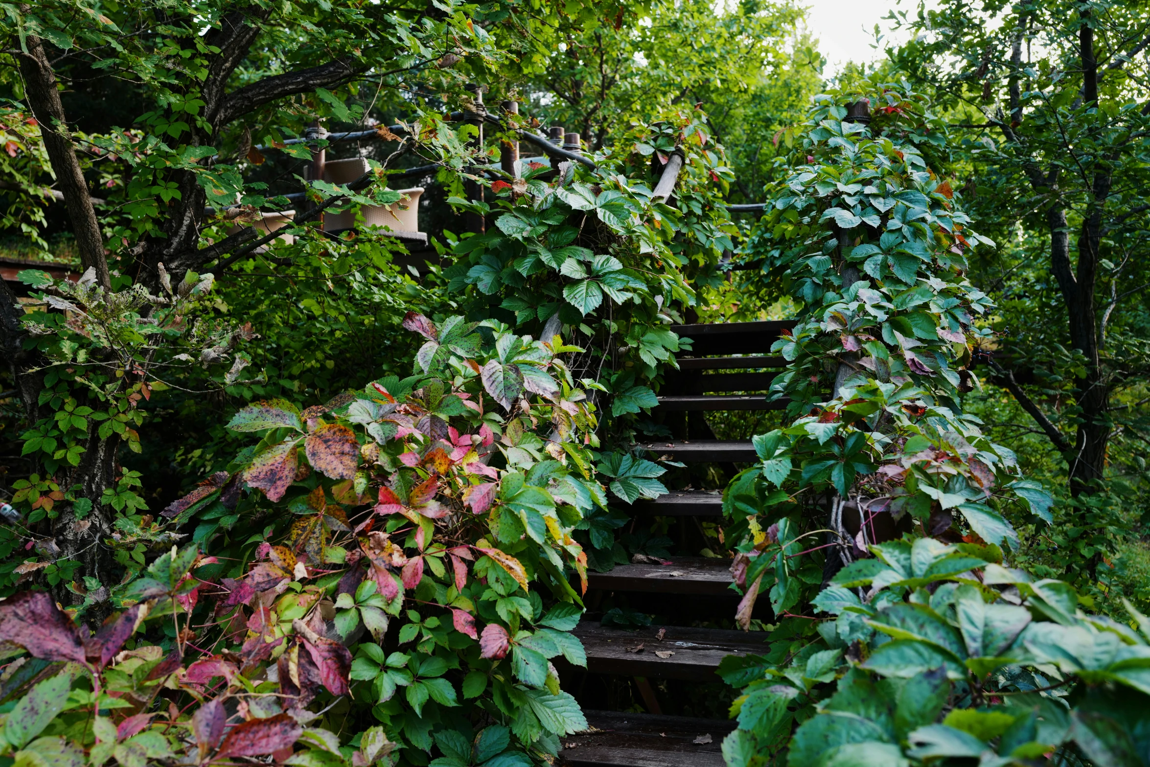 the stairs are overgrown and overgrown with colorful leaves