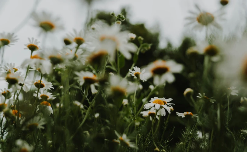 wild flowers are in the middle of green, white and yellow blooms