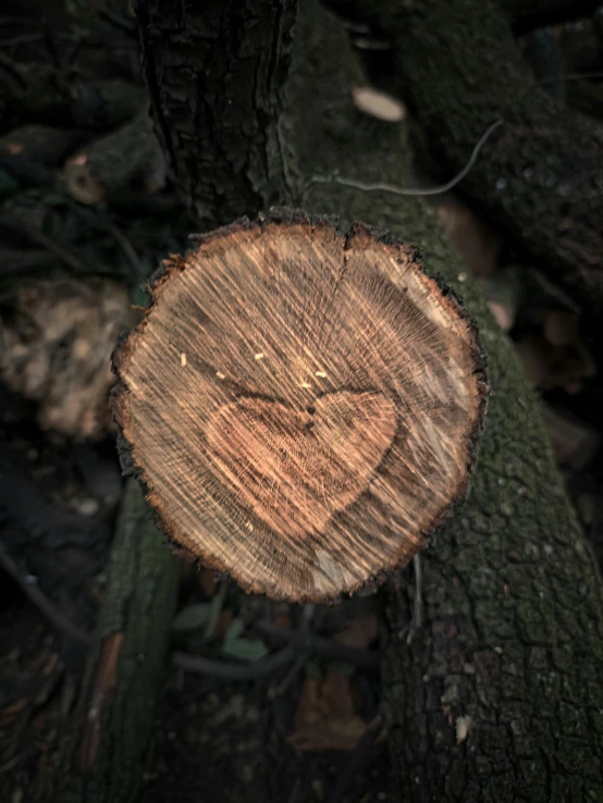 an old tree with a heart cut out of it