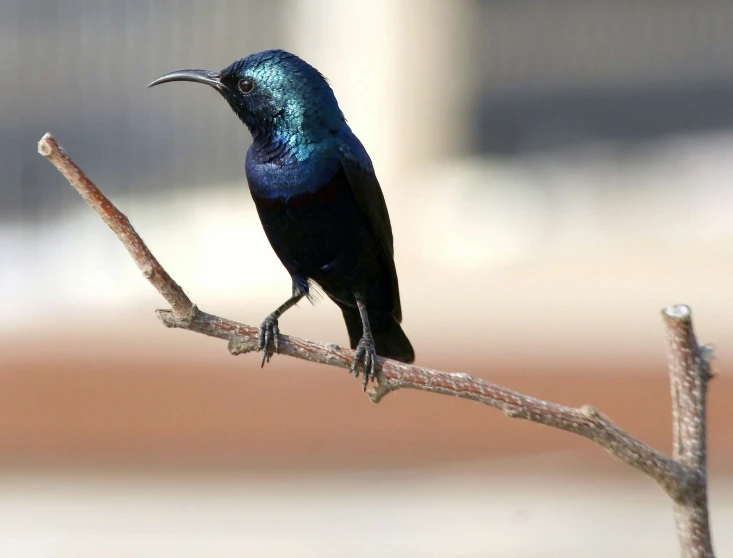 small blue and purple bird sitting on a twig