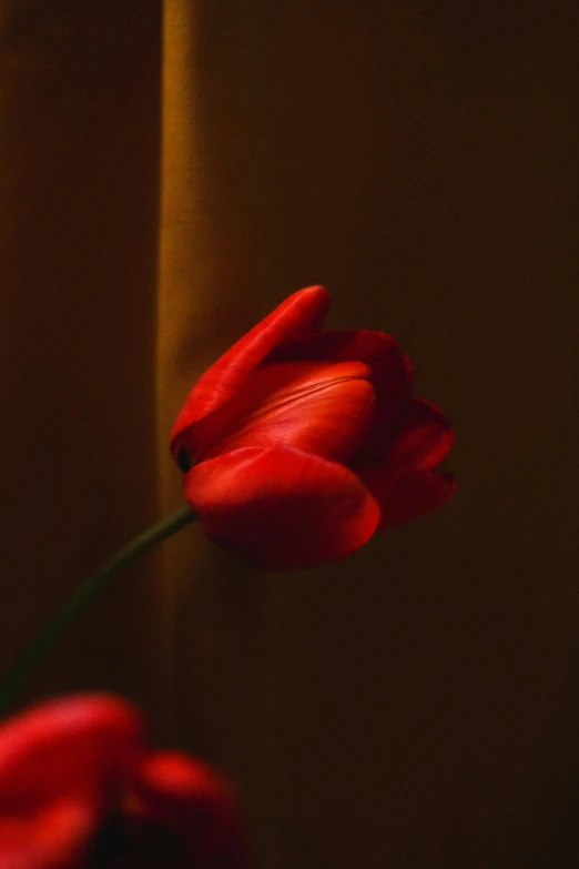 an upclose picture of red flowers in front of a gray background