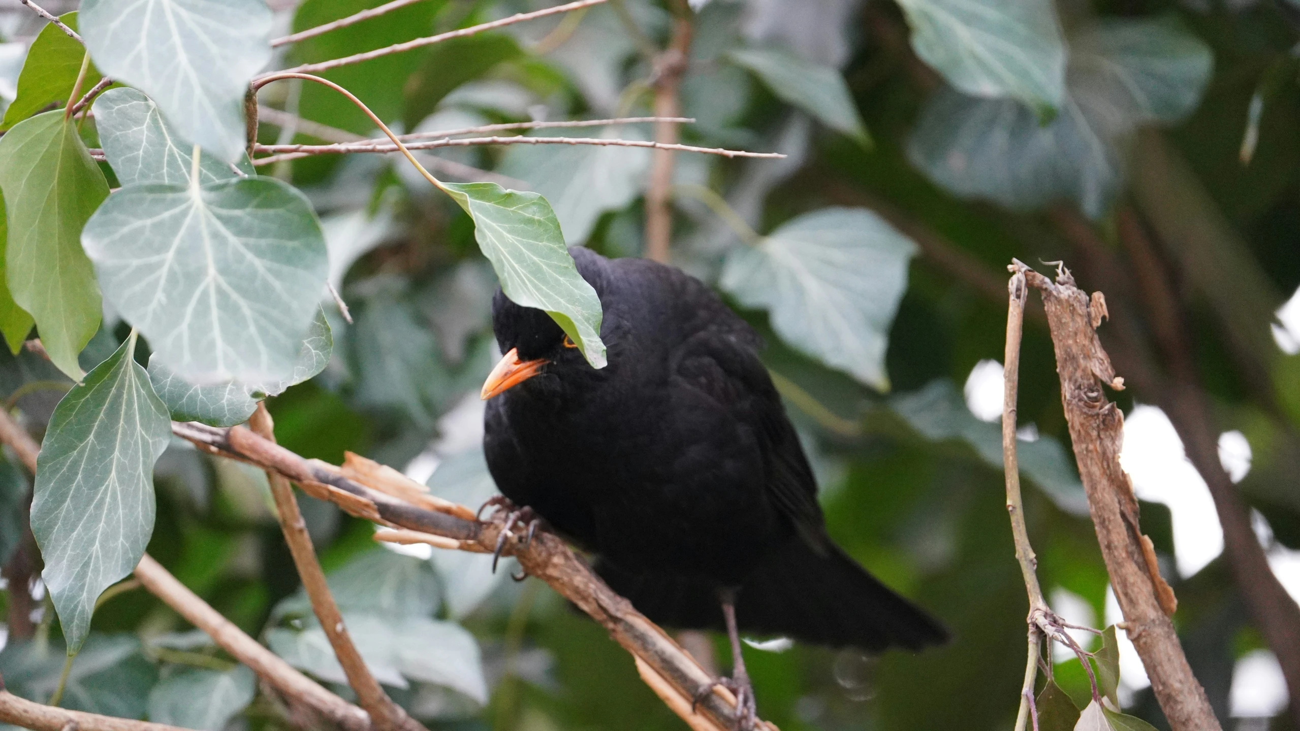 a black bird with an orange beak sitting on top of a tree nch