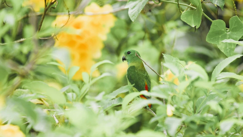 a green and red bird sitting on top of a lush green tree